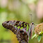 Tailed Jay, Green-spotted Triangle, Tailed Green Jay, or the Green Triangle