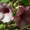 Purple allamanda