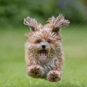 Nele by Michael Milfeit - Animals - Dogs Running