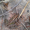Northern Leopard Frogs