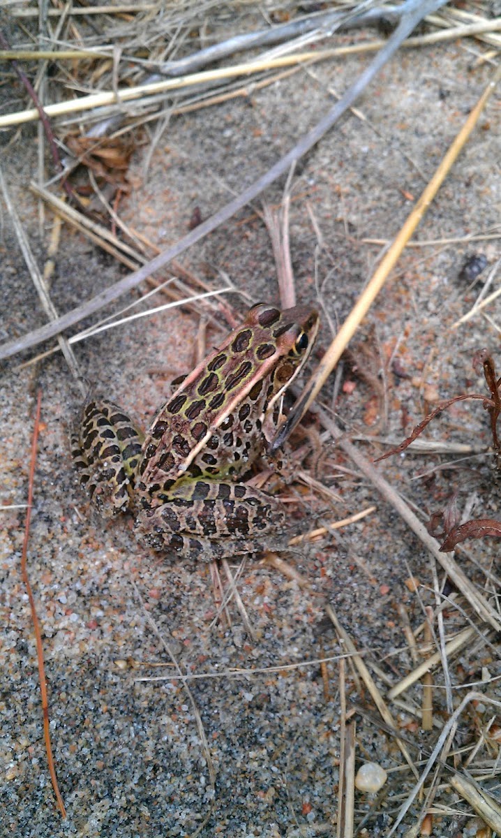 Northern Leopard Frogs
