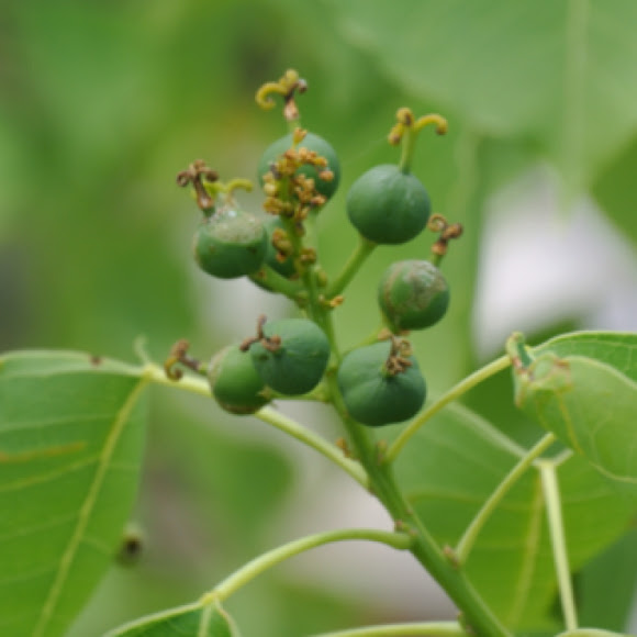 Chinese Tallow tree Project Noah