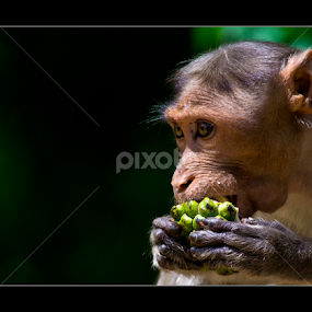 Once A Diabetic... by Vincent Albert - Animals Other Mammals