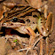 Striped Marsh Frog