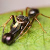 Ant Mimicking Jumping Spider
