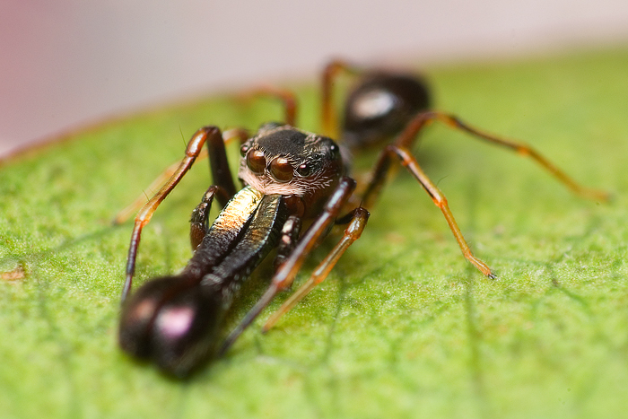 Ant Mimicking Jumping Spider
