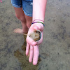 Horseshoe crab