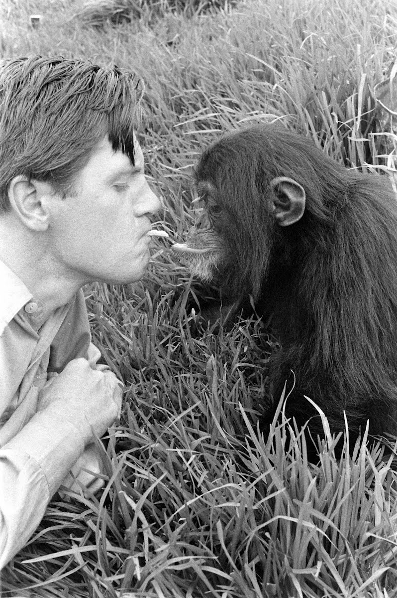 Gerald Durrell , British Zoologist Howard Sochurek — Google Arts