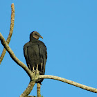 Black Vulture - Urubu