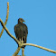 Black Vulture - Urubu