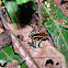 Orange and black poison dart frog