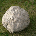 Wasp's nest