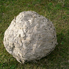 Wasp's nest