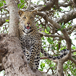 Leopard in Kruger National Park, SA by Jane Dunne -  