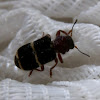 Clerid Beetle