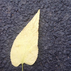 American Elm Tree Leaf