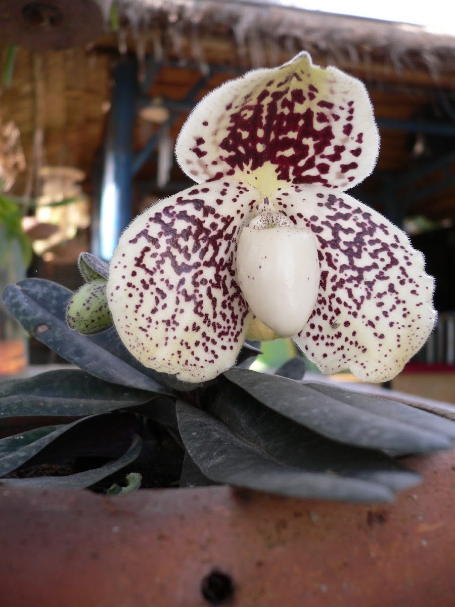 Slipper Orchid