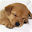 Cute Animals Matching Game Download on Windows