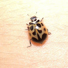 V-Marked Lady Beetle
