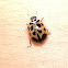 V-Marked Lady Beetle