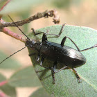 Tanychilus sp.