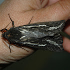 Pindi moth