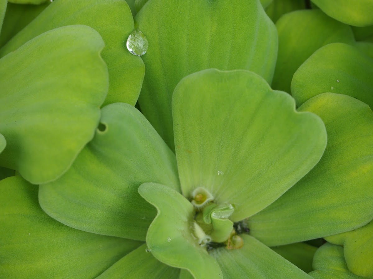 Water lettuce / water cabbage