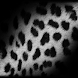 LiveWallpaper Leopard 2 Clock