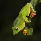 Malabar gliding frog