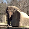 Asiatic elephant
