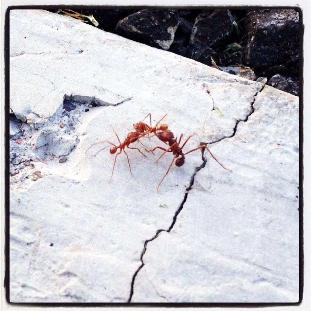 Red ants