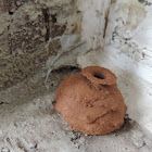 Potter or Mason Wasps Nest