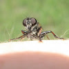 Robber Fly male