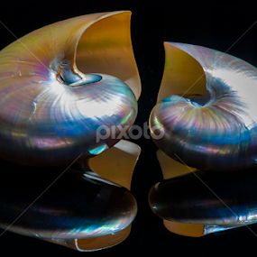 pearl nautilus seashell by Adjie Tjokrosoedarmo - Artistic Objects Still Life