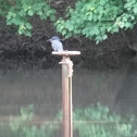 Belted Kingfisher