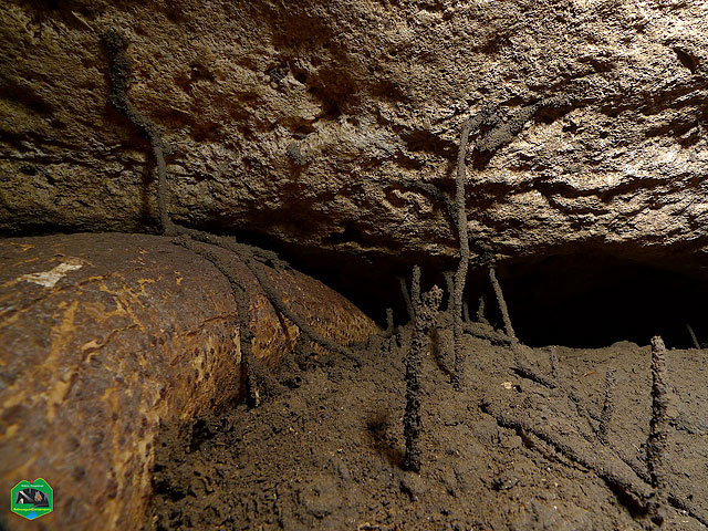 Cave insect tunnels