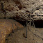 Cave insect tunnels