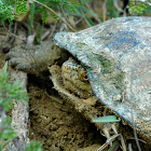 Yellow mud turtle