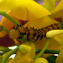 Orange Barred Sulphur Caterpillar