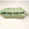 Cecropia (larvae)