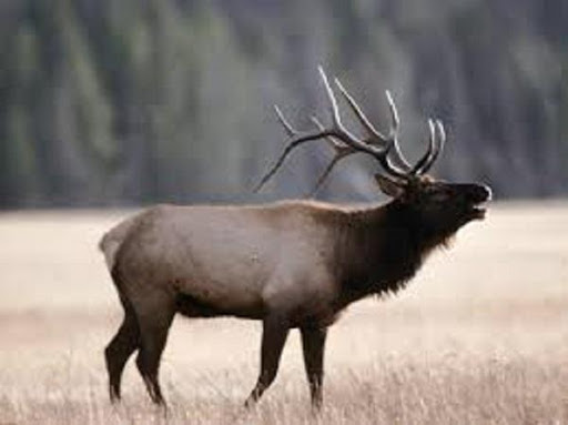 Elk Bugle