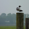 Laughing Gull