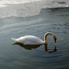 Mute Swan / Labud