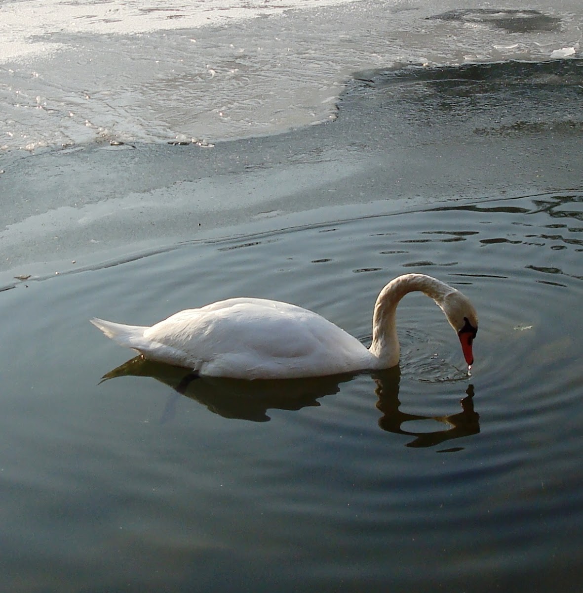 Mute Swan / Labud