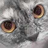 Staring by Mia Ikonen -  