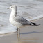 Ring-billed Gull