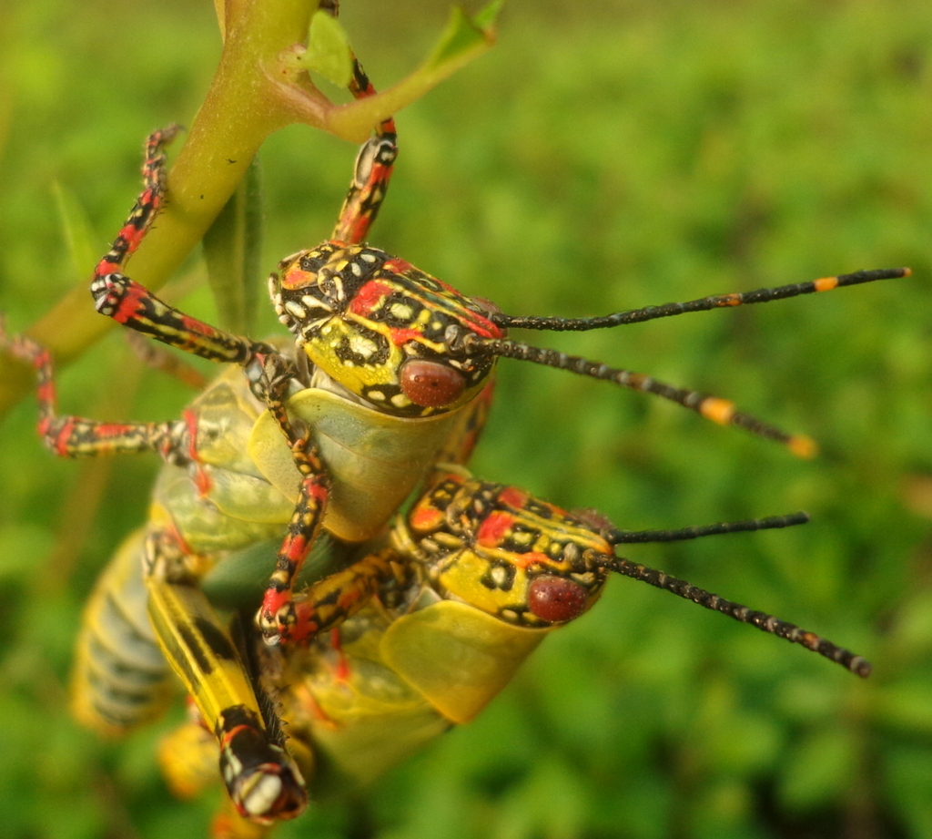 Variegated grasshoppers