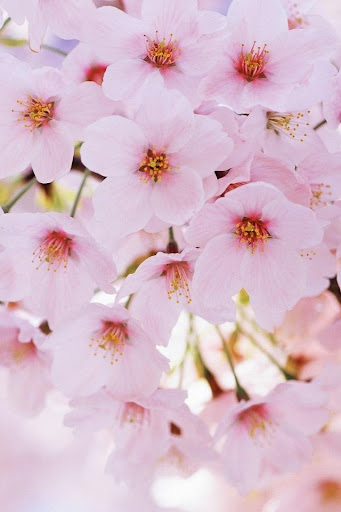 Cherry Blossoms Live Wallpaper