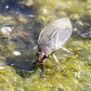 Giant water bug