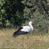 White Stork; Cigúeña Blanca